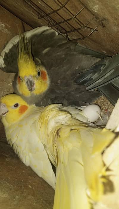 cocktail breeder