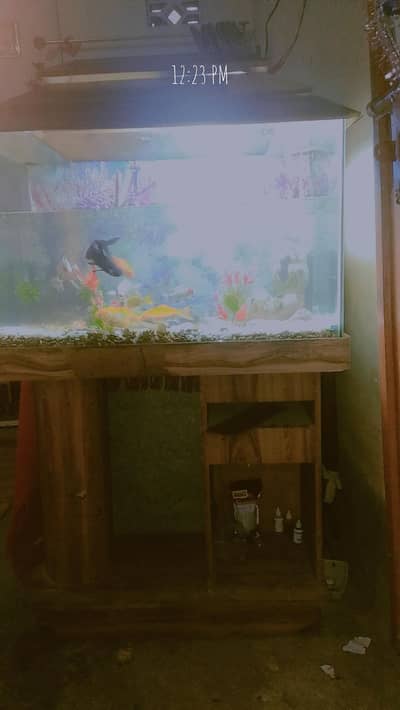 aquarium and fish stone and plants and fish house full dicore aquarium