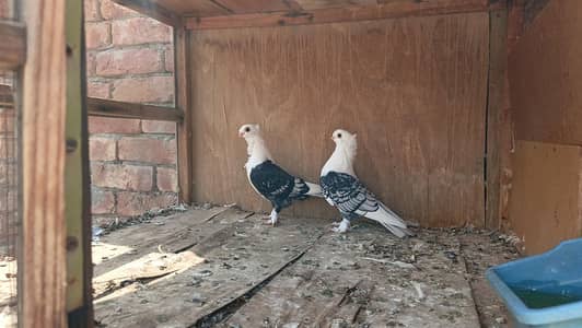 Blacke Cherry females