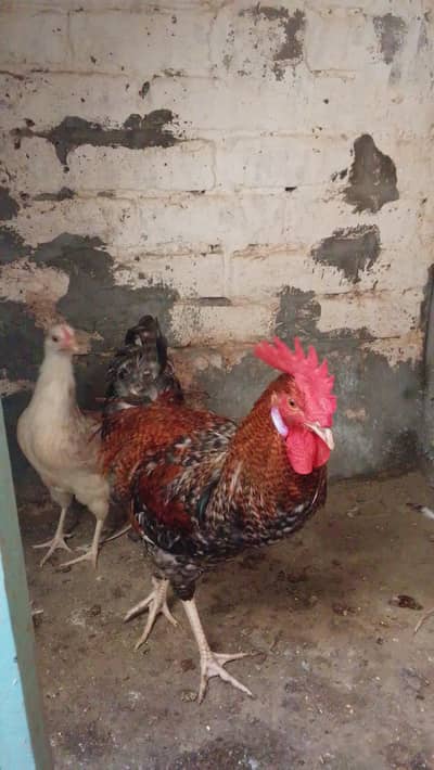 Desi hen pair