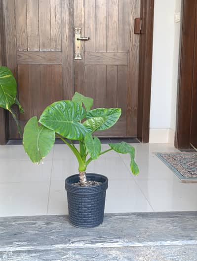 indoor plants for sale