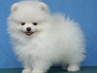 Pomeranian puppies 0330540611*five