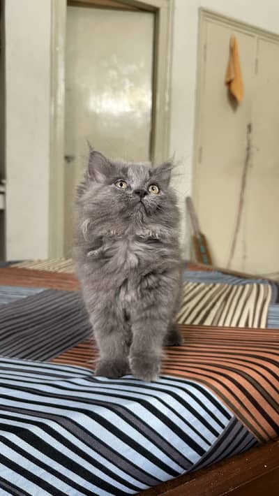 Pure Persian Kitten (Female, 2 Months) | Home Raised | Very Playful