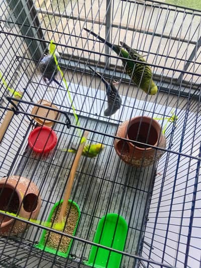 Australian Parrots 2 Pairs with Cage