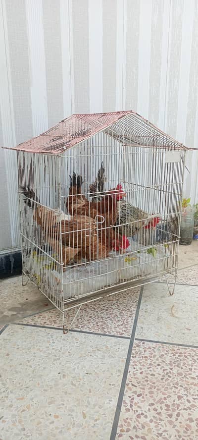murgiya for sale