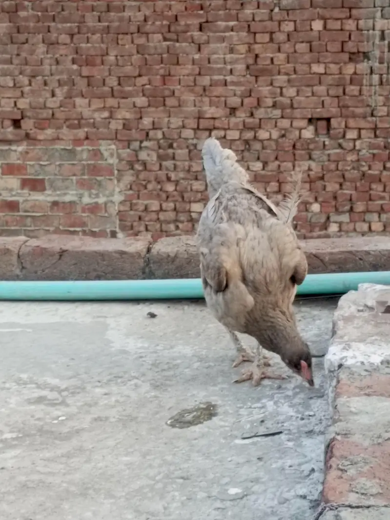 Aseel female for sale — photo 2