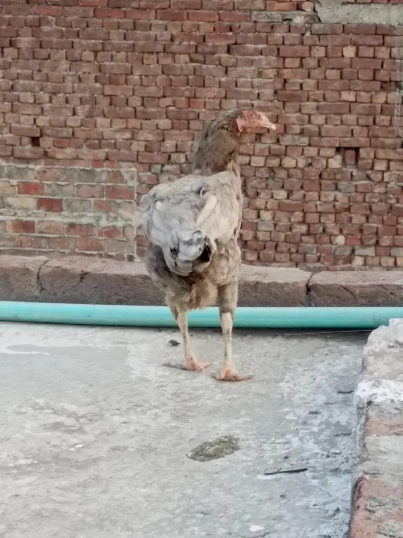 Aseel female for sale — photo 3