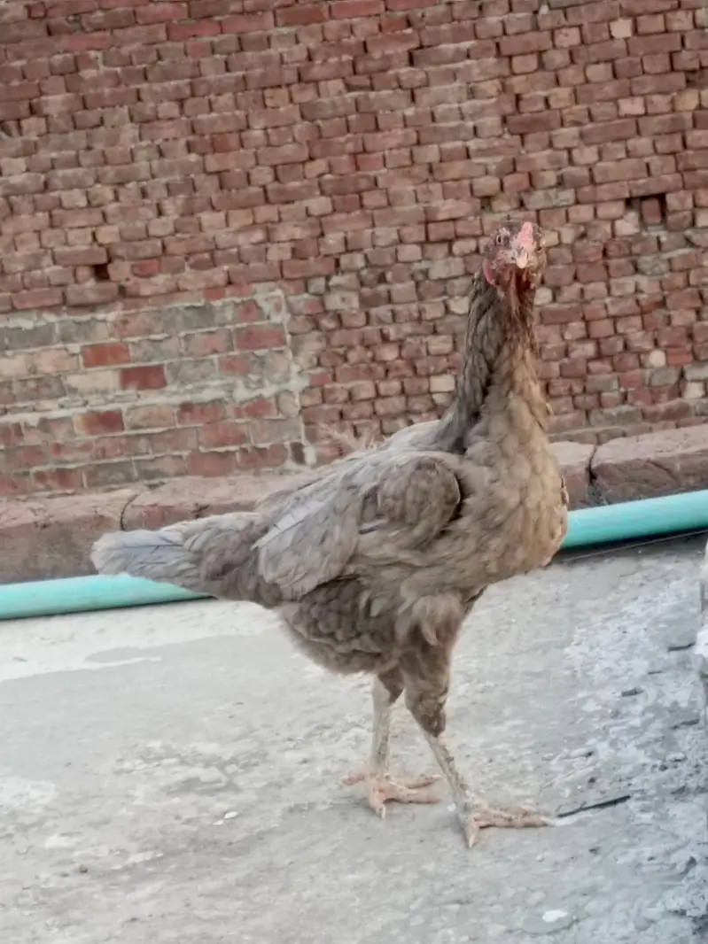 Aseel female for sale — photo 4
