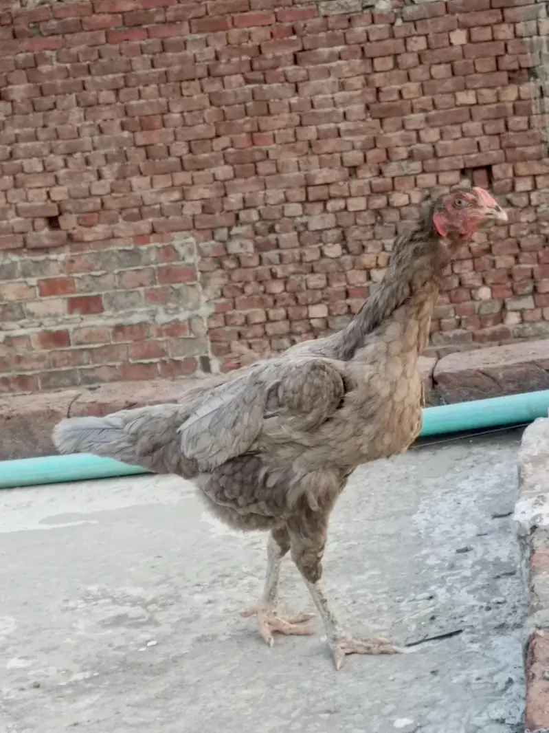 Aseel female for sale — photo 5