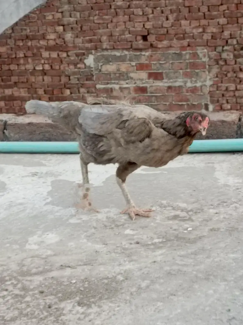 Aseel female for sale — photo 6