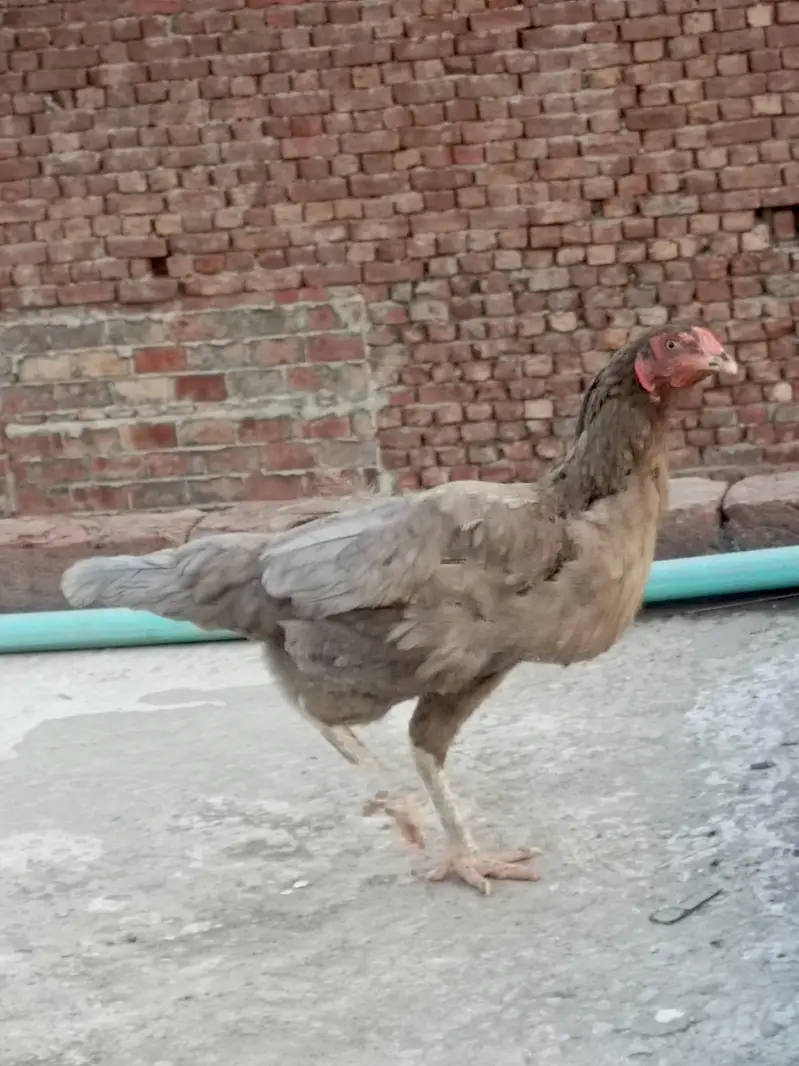 Aseel female for sale — photo 7