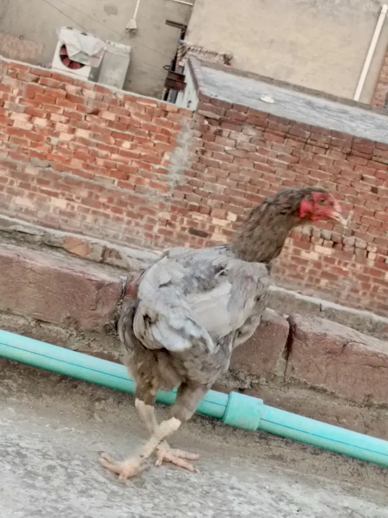 Aseel female for sale — photo 8