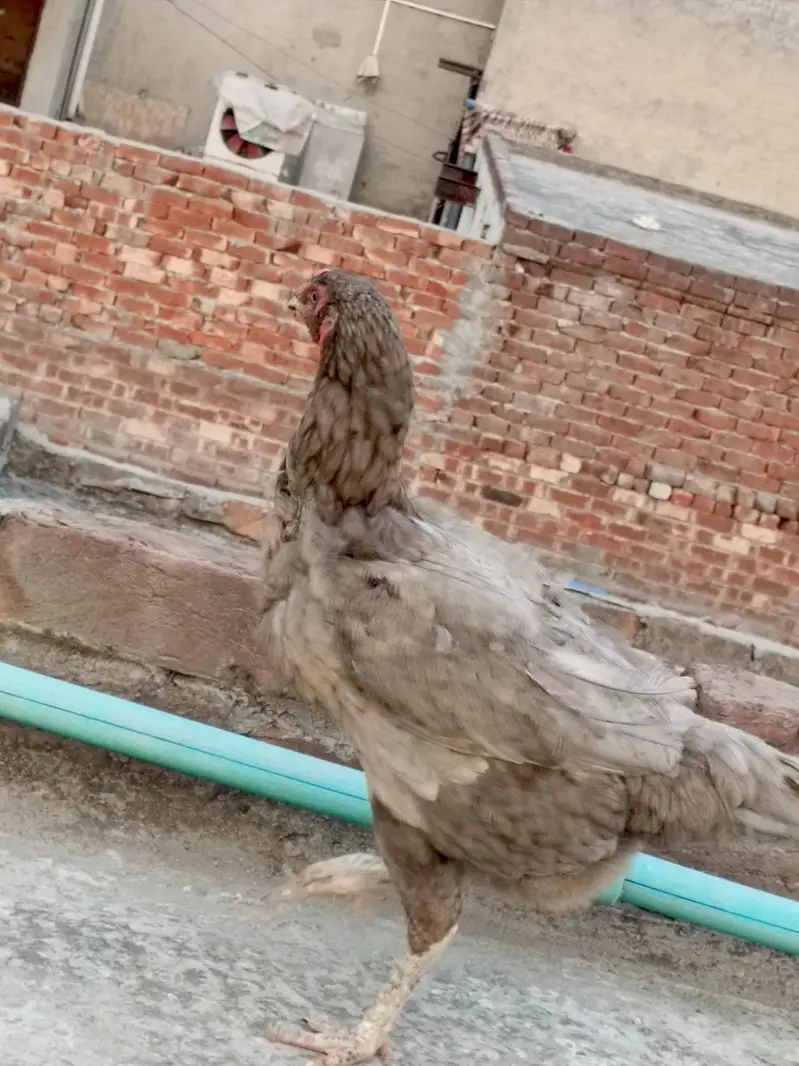 Aseel female for sale — photo 9