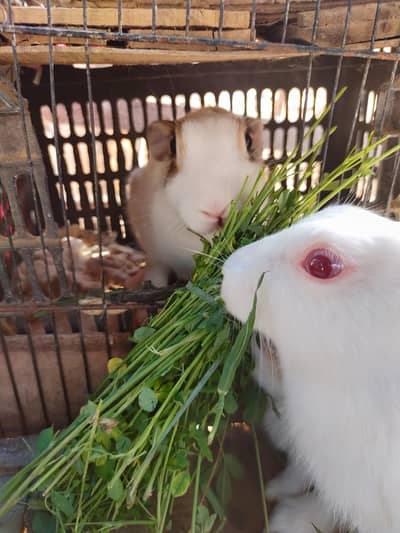 rabbit family