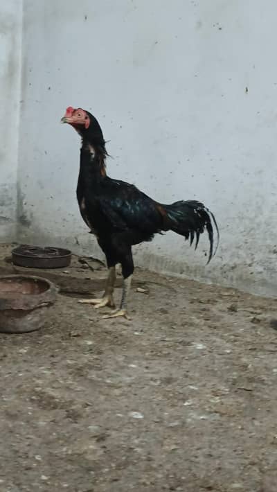 Aseel