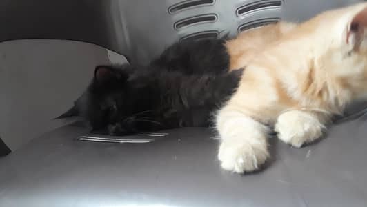 Persian babies
