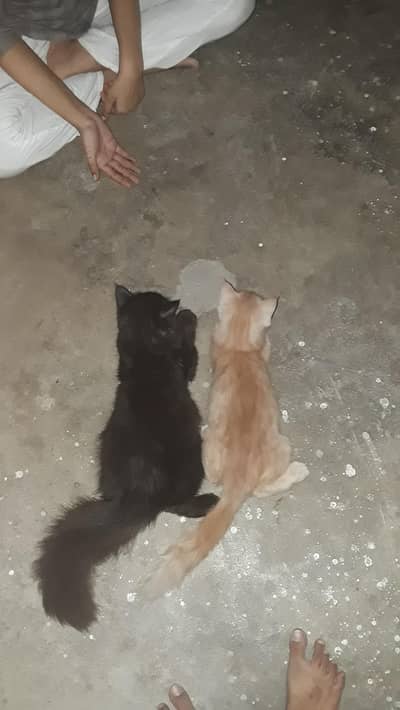 Persian babies