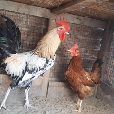 Golden Misri eggs laying pair for sale