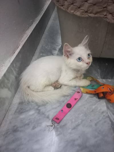 cat for sell