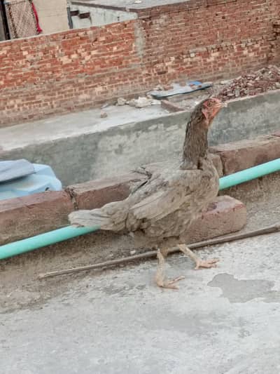 Aseel female full healthy