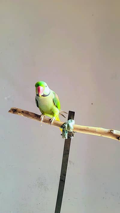 talking parrot male