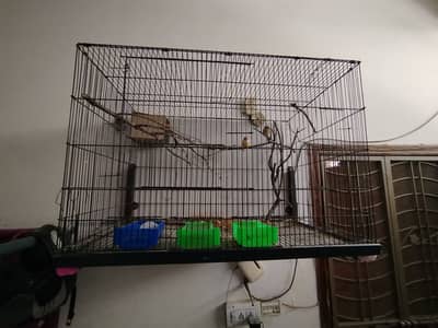 Gouldian finch pair with cage
