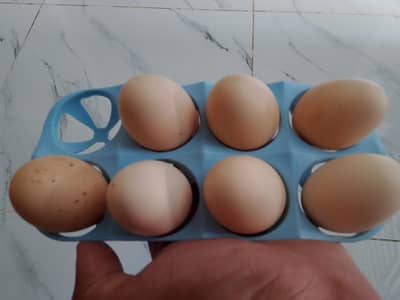 egg Available 40 1 egg