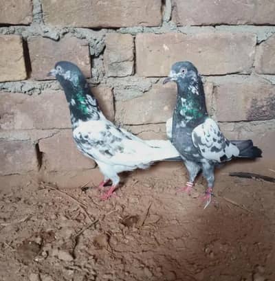 4 breeder pairs for sale