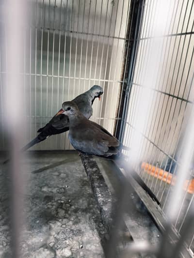 Cocktail, Cap Dove, Zebra Dove, Silver Pied Dove and Cream Pied Dove