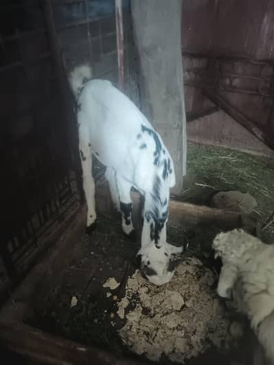 teedi goat