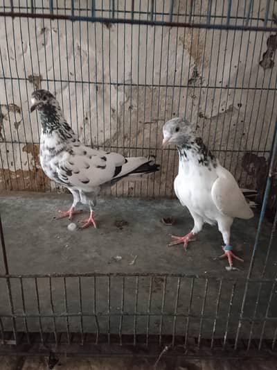 pigeon for sale
