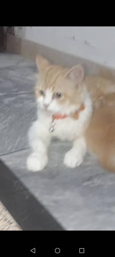 Beautiful Ginger Persian cat _Triple coat and Fully trained