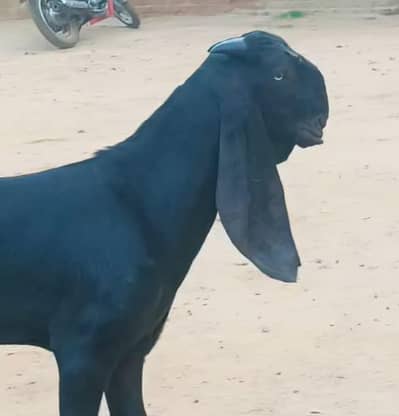 ambarsari bakra Amritsari goat male