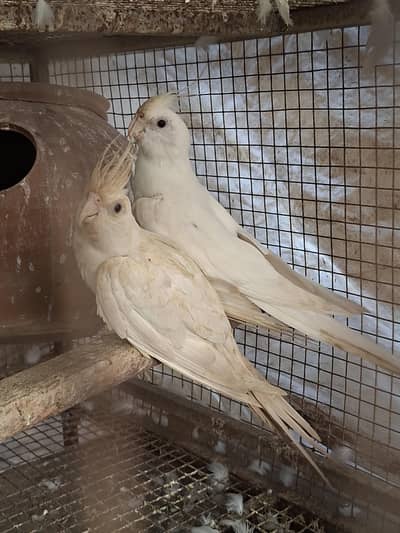 Cockatiel Pair is for sale