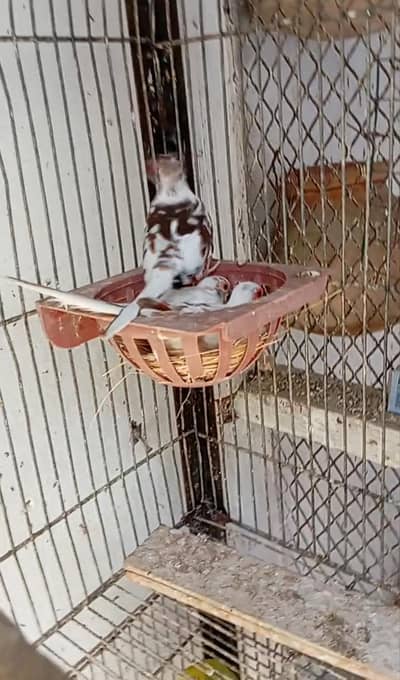 1 red pied pair 1 Diamond pied female