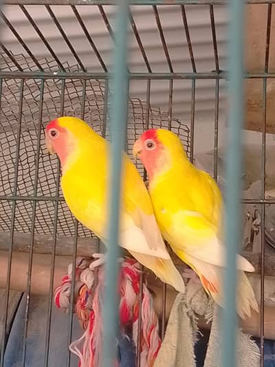 Lover birds 5 piece for sale