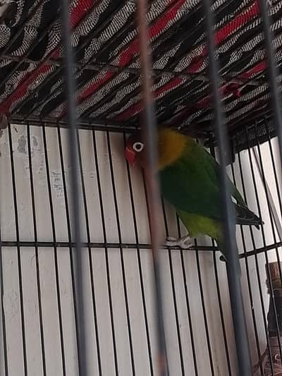 Lover birds for sale
