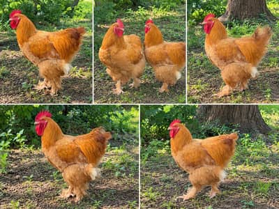 Golden Heavy buff Males. . . 1 Silkie Pair. . . . . . Pure Quality