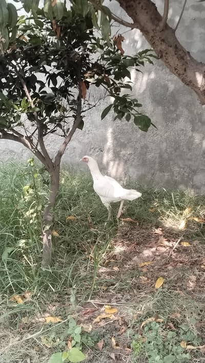 Heera female