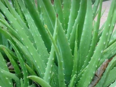 Alovera