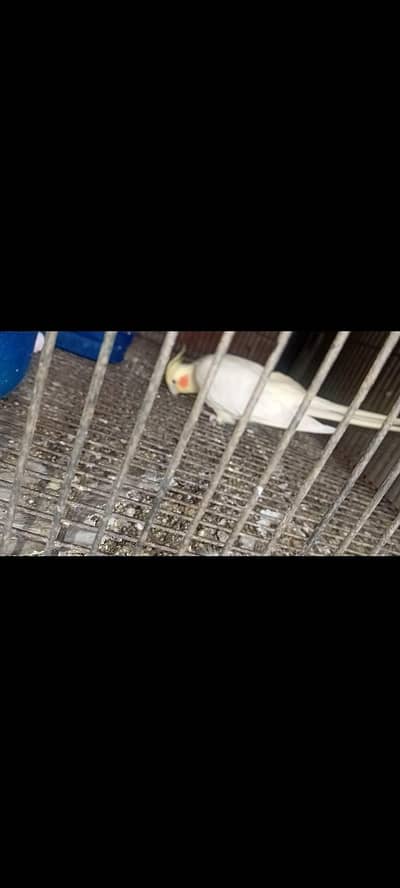 Breeder Common White Red Eyes Cockatiel