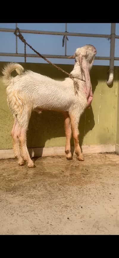 Gulabi Bakra