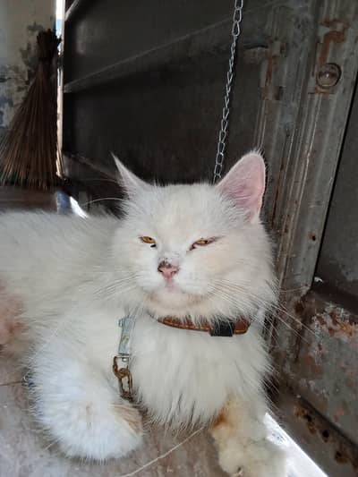 Persian cat