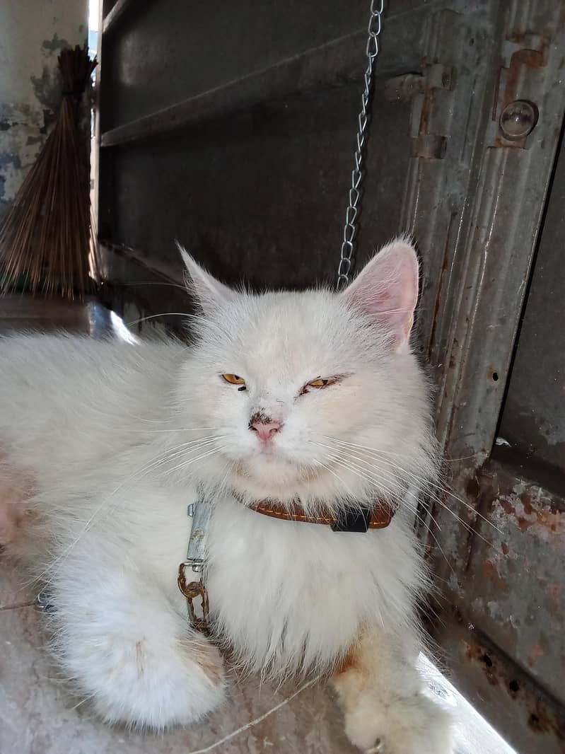 Persian cat 0