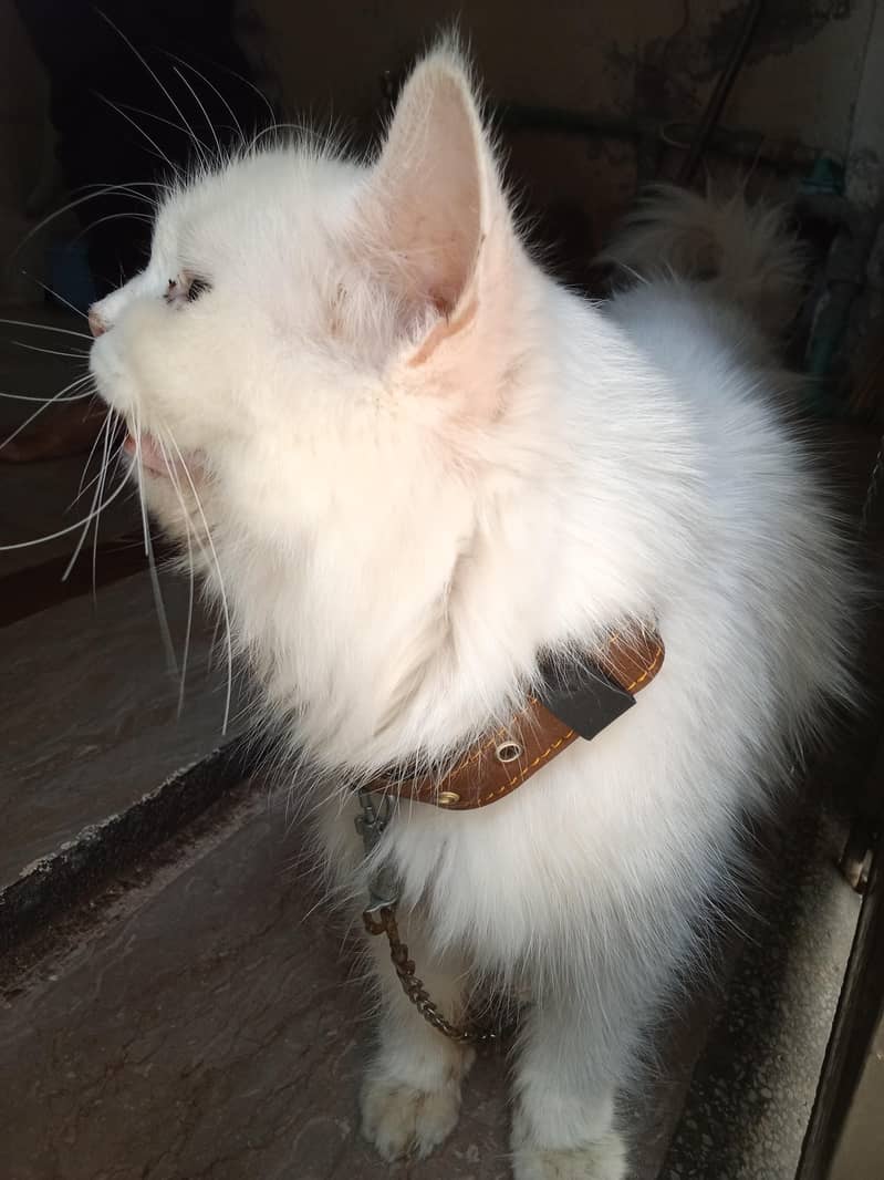 Persian cat 1