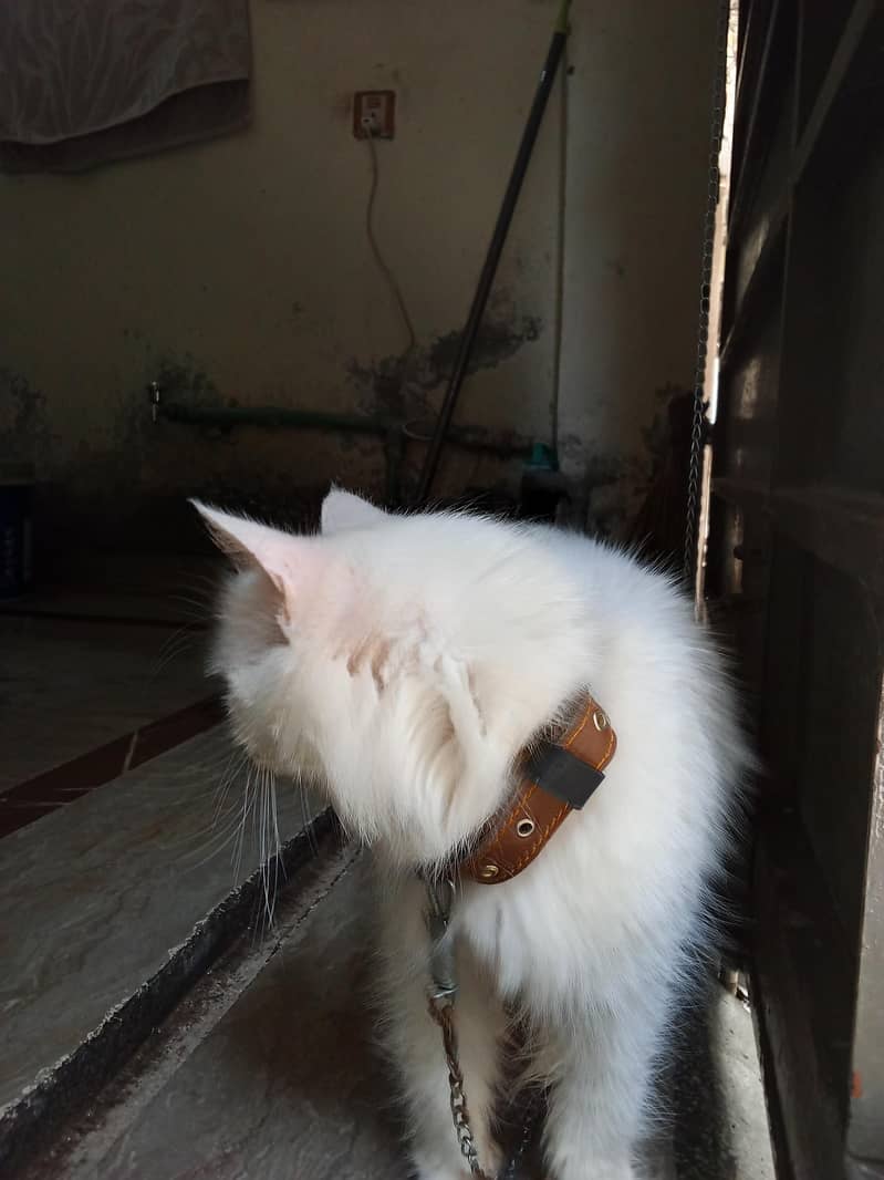 Persian cat 2