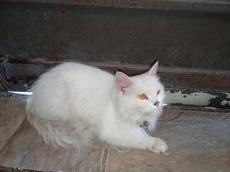 Persian cat 3