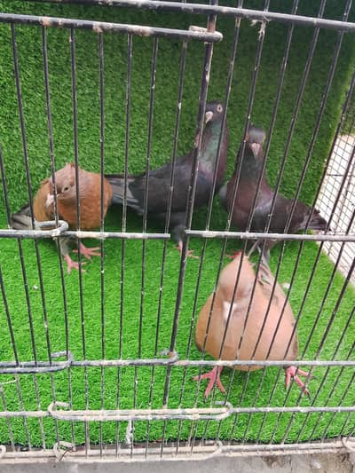 archangel pigeons