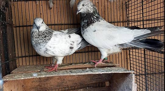 Breeder Big Size Bajrai Pair With 1 Chick & Silver Male For Salel