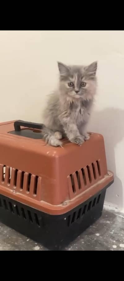 Persian cat